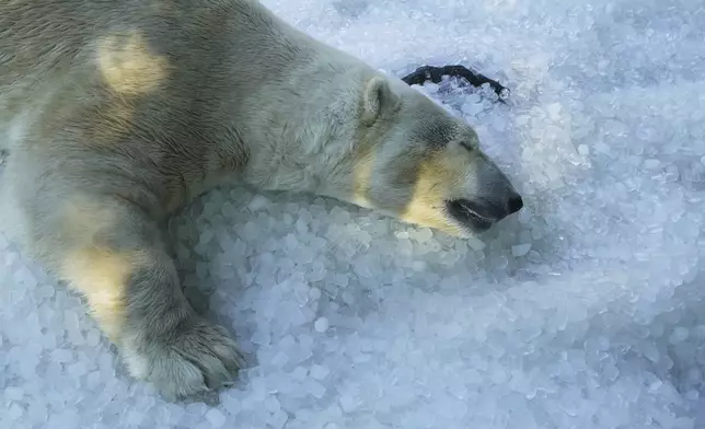 A polar bear cools down on a pile of ice that was brought to its enclosure on a hot and sunny day at the Prague zoo, Czech Republic, Tuesday, July 1, 2025. (AP Photo/Petr David Josek)