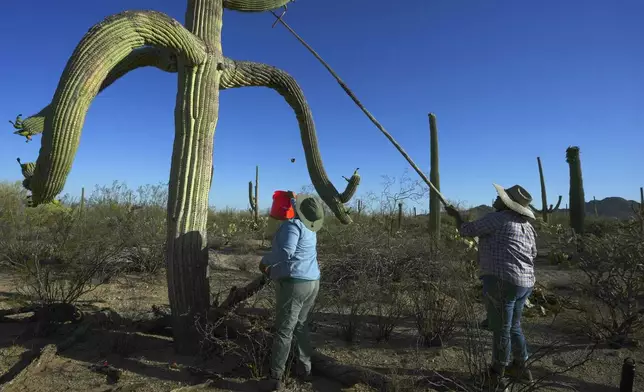Tanisha Tucker Lohse, right, and Maria Francisco, both of the Tohono Oʼodham nation, harvest fruit from a saguaro cactus in Saguaro National Park near Tucson, Ariz., on Monday, June 23, 2025. (AP Photo/Ross D. Franklin)