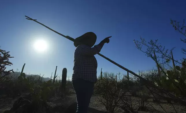 Tanisha Tucker Lohse, of the Tohono Oʼodham nation, points to fruit on a saguaro cactus during harvest time in the Saguaro National Park near Tucson, Ariz., on Monday, June 23, 2025. (AP Photo/Ross D. Franklin)