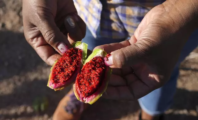 Tanisha Tucker Lohse, of the Tohono Oʼodham nation, opens the ripe fruit from a saguaro cactus during harvest picking season in Saguaro National Park near Tucson, Ariz., on Monday, June 23, 2025. (AP Photo/Ross D. Franklin)