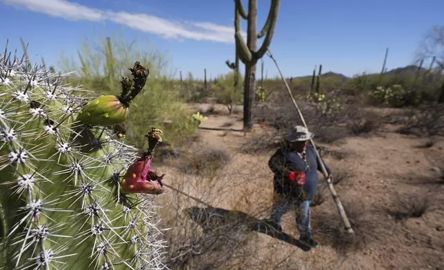 Francine Larson Segundo, of the Tohono Oʼodham nation, walks through the desert looking for saguaro cactus fruit during harvest season in Saguaro National Park near Tucson, Ariz., on Tuesday, June 24, 2025. (AP Photo/Ross D. Franklin)