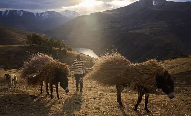 A man leads his donkeys up a hill in Ha Lejone, Lesotho, where the unemployment rate is close to 30 percent, Tuesday, July 22, 2025. (AP Photo/Bram Janssen)