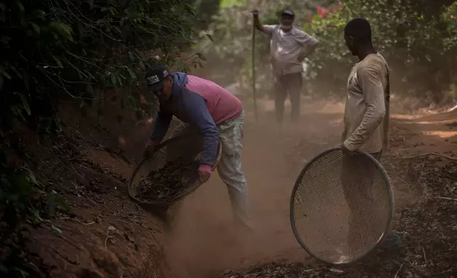 Natan Jose Marssola da Silva, left, sifts coffee beans on his father's farm in Porciuncula, Rio de Janeiro state, Brazil, Thursday, July 17, 2025. (AP Photo/Bruna Prado)