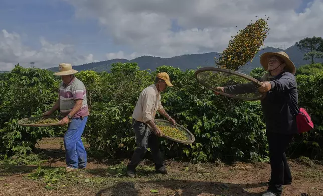 FILE - Farm employees work on a farm during the coffee harvest in Braganca Paulista, Brazil, April 4, 2025. (AP Photo/Andre Penner, File)