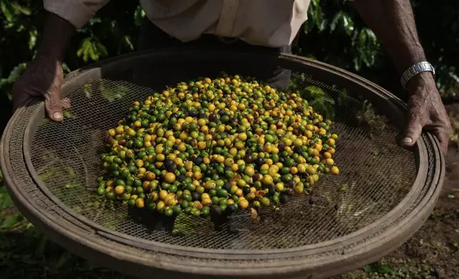 FILE - A farm employee holds coffee berries during the coffee harvest in Braganca Paulista, Brazil, April 4, 2025. (AP Photo/Andre Penner, File)