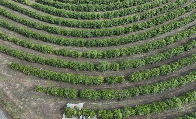 FILE - Workers harvest coffee on a farm in Braganca Paulista, Brazil, April 4, 2025. (AP Photo/Andre Penner)