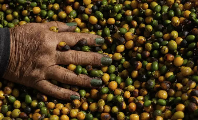 FILE - A farm employee selects coffee berries during the harvest in Braganca Paulista, Brazil, April 4, 2025. (AP Photo/Andre Penner, File)