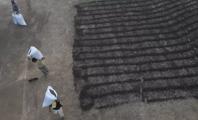 Farmworkers carry bags of coffee beans after they were dried on a coffee farm in Porciuncula, Rio de Janeiro state, Brazil, Thursday, July 17, 2025. (AP Photo/Bruna Prado)