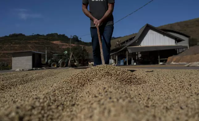 Marcio Vargas spreads coffee beans as part of the drying process on his coffee plantation in Varre-Sai, Rio de Janeiro state, Brazil, Friday, July 18, 2025. (AP Photo/Bruna Prado)