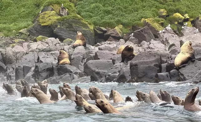 Steller sea lions swim during a tsunami approaching the shore of the Antsiferov Island located in the northern Kuril Islands chain in the Sea of Okhotsk, Russia, Wednesday, July 30, 2025. (AP Photo/Nikita Sinchinov)