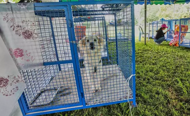 A dog is at a temporary shelter for pets whose owners fled homes following clashes between Thai and Cambodian soldiers, unable to take their animals with them, as Nunthinee Kongkam, back right, plays with a dog in Surin province, Thailand, Sunday, July 27, 2025. (AP Photo/Sakchai Lalit)