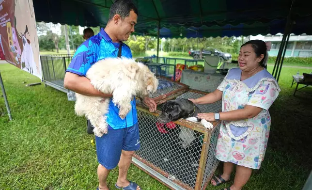 Apisit Noosuk, left, with his dog named "Khawtom," meaning boiled rice in Thai, and his wife Wilawan Duangvao with her dog named "Khaitun," meaning steamed egg in Thai, play with them after coming to meet them at a temporary shelter for pets whose owners fled homes following clashes between Thai and Cambodian soldiers, unable to take their animals with them, in Surin province, Thailand, Sunday, July 27, 2025. (AP Photo/Sakchai Lalit)
