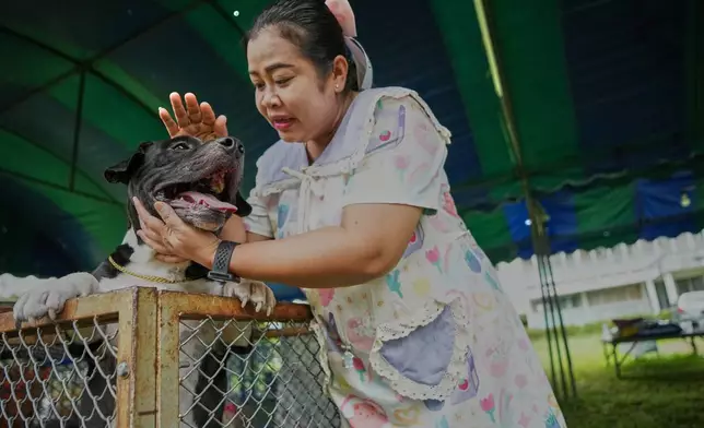 Wilawan Duangvao plays with her dog named "Khaitun," meaning steamed egg in Thai, after coming to meet him at a temporary shelter for pets whose owners fled homes following clashes between Thai and Cambodian soldiers, unable to take their animals with them, in Surin province, Thailand, Sunday, July 27, 2025. (AP Photo/Sakchai Lalit)