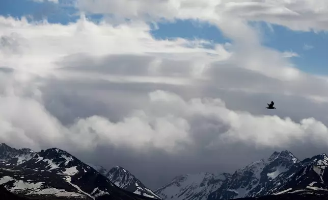 FILE - A bird flies near the Chugach Mountains in Anchorage, Alaska, June 3, 2025. (AP Photo/Jenny Kane, File)