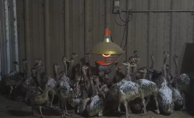 Baby ostriches huddle after being moved into a barn following recent flooding Wednesday, July 9, 2025, at a farm in Bend, Texas. (AP Photo/Joshua A. Bickel)