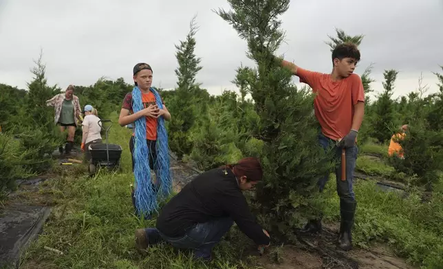 Gael Morales, right, and Samantha Diaz, bottom, work to stabilize a Christmas tree damaged following flooding Wednesday, July 9, 2025, at a farm in Georgetown, Texas. (AP Photo/Joshua A. Bickel)