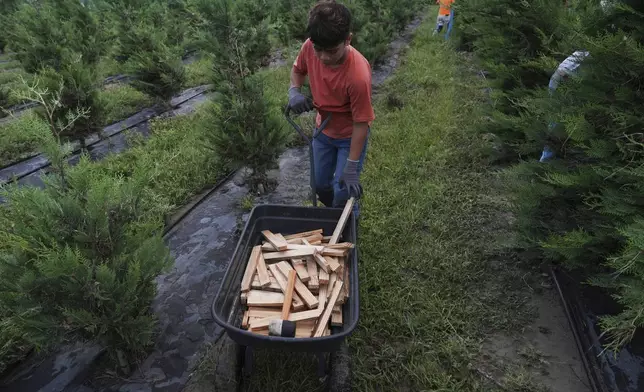 Gael Morales drops an extra stake in a wheelbarrow as crews work to stabilize Christmas trees following flooding, Wednesday, July 9, 2025, at a farm in Georgetown, Texas. (AP Photo/Joshua A. Bickel)