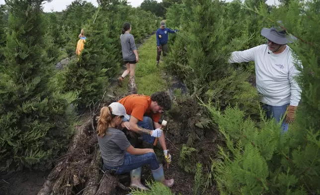 Zach Stockton, center, pounds a stake into the ground as a crew works to stabilize a Christmas tree following flooding, Wednesday, July 9, 2025, at a farm in Georgetown, Texas. (AP Photo/Joshua A. Bickel)
