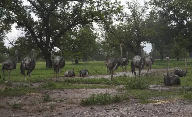 Ostriches appear in a field as rain falls Wednesday, July 9, 2025, as a farm in Bend, Texas. (AP Photo/Joshua A. Bickel)