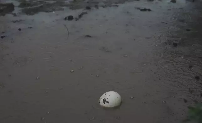 An ostrich egg sits in floodwaters Wednesday, July 9, 2025, at a farm in Bend, Texas. (AP Photo/Joshua A. Bickel)