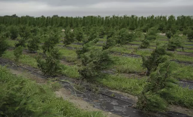 Christmas trees bend toward the ground as a result of recent flooding Wednesday, July 9, 2025, at a farm in Georgetown, Texas. (AP Photo/Joshua A. Bickel)