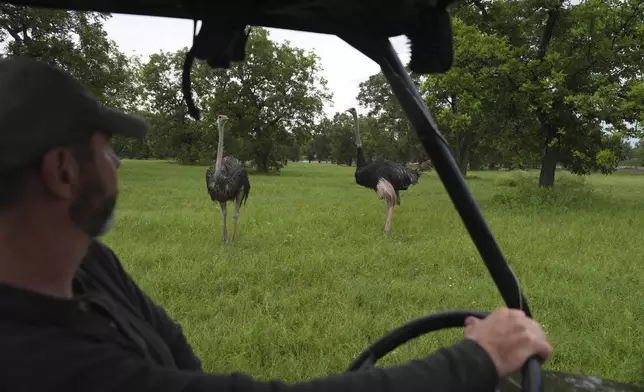 Boyd Clark checks on a pair of ostriches standing in a field as rain falls Wednesday, July 9, 2025, at a farm in in Bend, Texas. (AP Photo/Joshua A. Bickel)