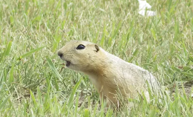 A Richardson's ground squirrel pokes up from its burrow on Monday, July 14, 2025, in a vacant lot in Minot, N.D. (AP Photo/Jack Dura)