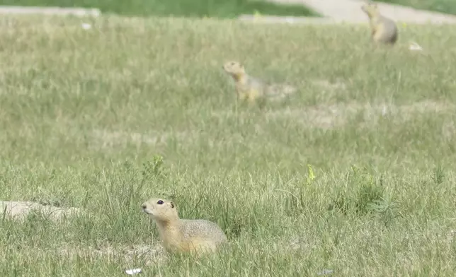 Three Richardson's ground squirrels appear Monday, July 14, 2025, in a vacant lot near apartment homes in Minot, N.D. (AP Photo/Jack Dura)