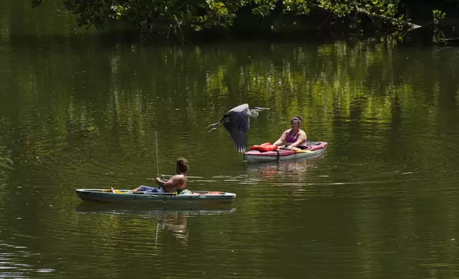 People kayak along the Stones River during a heat advisory as a Great Blue Herron flies overhead Friday, July 25, 2025, in Murfreesboro, Tenn. (AP Photo/George Walker IV)