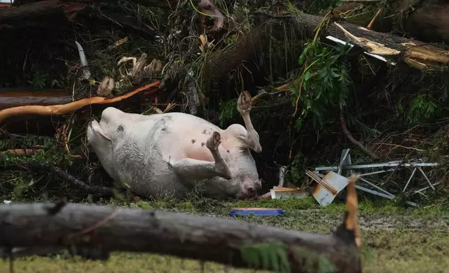 EDS NOTE: GRAPHIC CONTENT - A dead cow is tangled in debris along the Guadalupe River after a flash flood struck the area, Friday, July 4, 2025, in Kerrville, Texas. (AP Photo/Eric Gay)