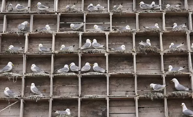 Seagulls sit in boxes of a so called Seagull Hotel at the harbour in Vardo, Norway, on July 3, 2025. (AP Photo/Tommi Ojala )