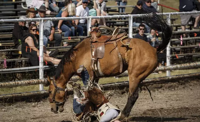 Victoria Ruf, of Rocky View County, Alberta, hits the ground after her ride in women's ranch bronc during rodeo action in Crossfield, Alberta, Saturday, June 14, 2025. (Jeff McIntosh/The Canadian Press via AP)