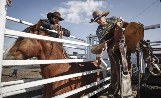 Courtney Beverly, from Winfield, Alberta, saddles her horse in the chutes before competing in women's ranch bronc during rodeo action in Crossfield, Alberta, Saturday, June 14, 2025. (Jeff McIntosh/The Canadian Press via AP)