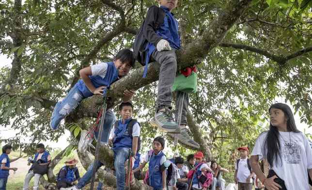 Youth that are part of the children's semillero, a school that prepares the next generation to protect their ancestral land, play in a tree on July, 19, 2025, in the Lopez Adentro reserve in Caloto, Colombia. (AP Photo/Nadège Mazars)