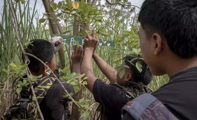 Indigenous youth, part of the children's semillero, a school that prepares the next generation to protect their ancestral land, hangs a sign that reads "Peace, please" on July, 19, 2025, in the Lopez Adentro reserve in Caloto, Colombia. (AP Photo/Nadège Mazars)