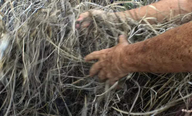 Calvin Endo grabs grass that grows brown during wildfire season on private property behind his home on Saturday, July 5, 2025, in Waianae, Hawaii. (AP Photo/Jennifer Sinco Kelleher)