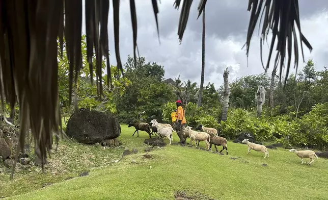 Shepherd A.K. walks a flock of sheep to a pasture at Kaʻala Farm for the animals to eat grass as one way community members mitigate wildfire risks in Waianae, Hawaii on Thursday, April 17, 2025. (AP Photo/Jennifer Sinco Kelleher)