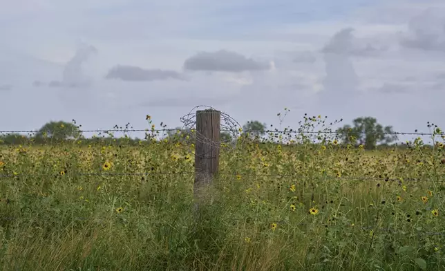 A field of wild flowers is protected by barbed wire, in a region where many workers are too scared by recent ICE raids in the Rio Grande Valley to work, Thursday, June 19, 2025, near Weslaco, Texas. (AP Photo/Jacquelyn Martin)