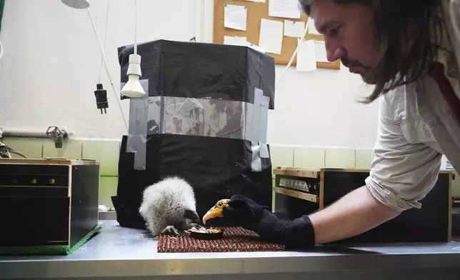 A lesser yellow-headed vulture that hatched three weeks ago is being fed by using a puppet that imitates a parent bird at the zoo in Prague, Czech Republic, Thursday, July 24, 2025. (AP Photo/Petr David Josek)