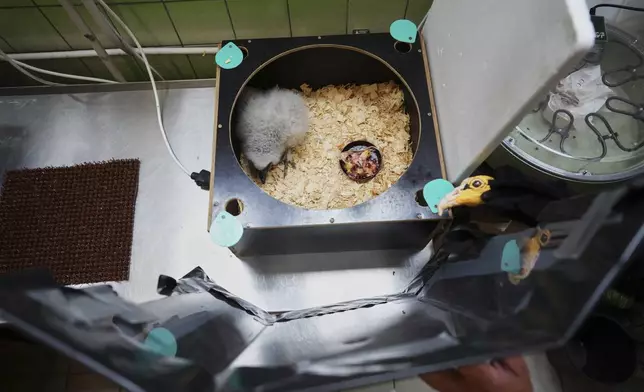 A lesser yellow-headed vulture that hatched three weeks ago is being fed by using a puppet that imitates a parent bird at the zoo in Prague, Czech Republic, Thursday, July 24, 2025. (AP Photo/Petr David Josek)