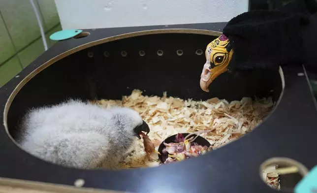 A lesser yellow-headed vulture that hatched three weeks ago is being fed by using a puppet that imitates a parent bird at the zoo in Prague, Czech Republic, Thursday, July 24, 2025. (AP Photo/Petr David Josek)