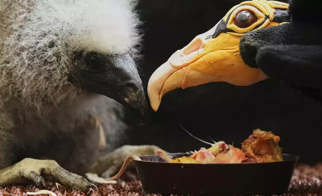 A lesser yellow-headed vulture that hatched three weeks ago is being fed by using a puppet that imitates a parent bird at the zoo in Prague, Czech Republic, Thursday, July 24, 2025. (AP Photo/Petr David Josek)