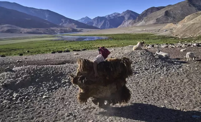 Tsering Dolma carries a yak hide for drying in Korzak village, Ladakh, India, Monday, July 7, 2025. (AP Photo/ Dar Yasin )