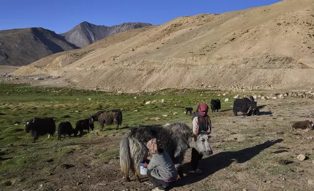 Kunzang Angmo milks the yak early in the morning as Tsering Dolma holds its horns in Korzak village, Ladakh, India, Monday, July 7, 2025. (AP Photo/ Dar Yasin )