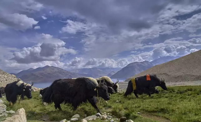 A herd of yaks graze early morning in Maan village, Ladakh, India, Tuesday, July 8, 2025. (AP Photo/Dar Yasin)
