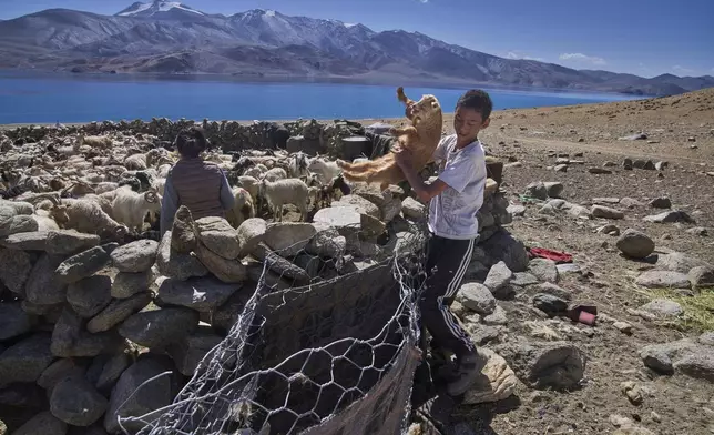 Sonum Chopal, right, holds a baby goat as he separates the young goats and lambs from the flock before heading high up for grazing in Tso Moriri village, Ladakh, India, Monday, July 7, 2025. (AP Photo/ Dar Yasin )