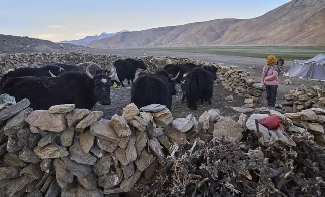 Tsering Dolma, with her son Tenzin Gaychet, wrapped on her back, keeps an eye on a herd of yaks inside a stone-walled structure, or lekha, in Korzak village, Ladakh, India, Sunday, July 6, 2025. (AP Photo/Dar Yasin)
