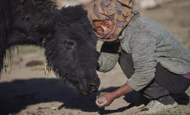 Kunzang Angmo poses for a picture with a yak in Korzak village, Ladakh, India, Monday, July 7, 2025. (AP Photo/ Dar Yasin )