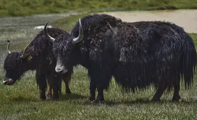 Yaks are visible in a field in Tsoltak, Ladakh, India, Tuesday, July 8, 2025. (AP Photo/Dar Yasin)