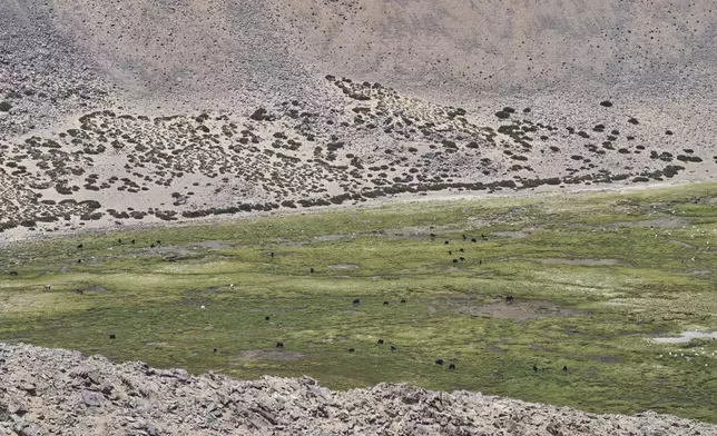 A herd of yaks grazes in a valley near Yaye Tso village, Ladakh, India, Monday, July 7, 2025. (AP Photo/ Dar Yasin )